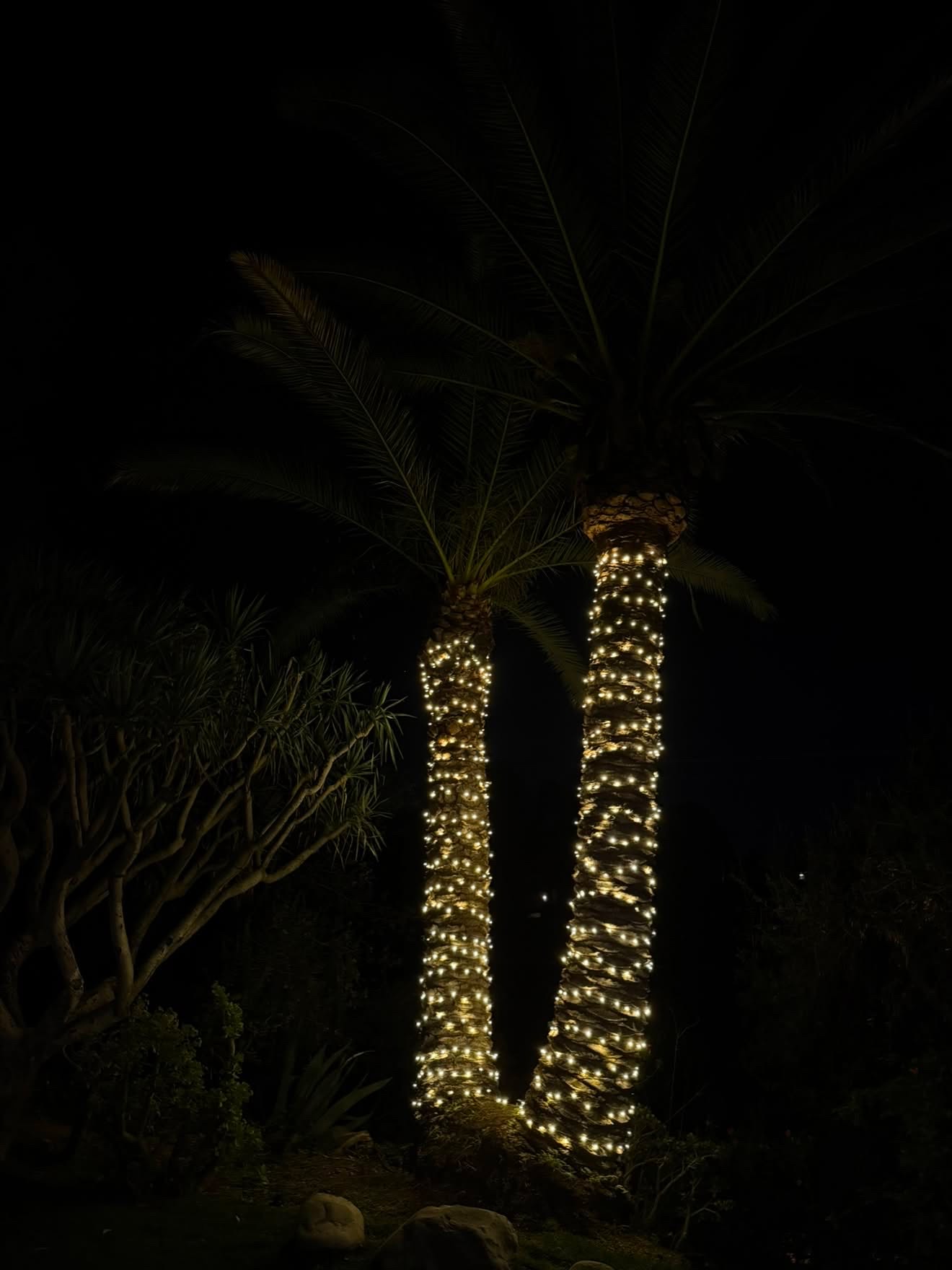 Palm trunks wrapped in warm white lights